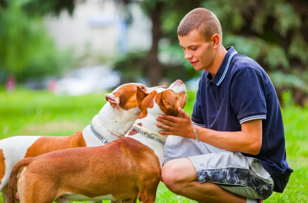 A young man kneels on grass outdoors, petting two brown and white dogs who are wearing collars and facing him.